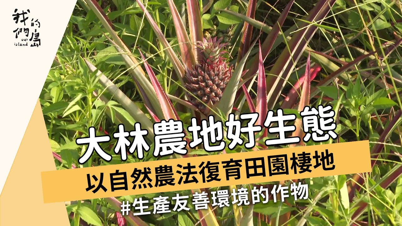 【友善農業】大林農地好生態｜以自然農法復育田園棲地 (我們的島 1178集 2022-10-31)