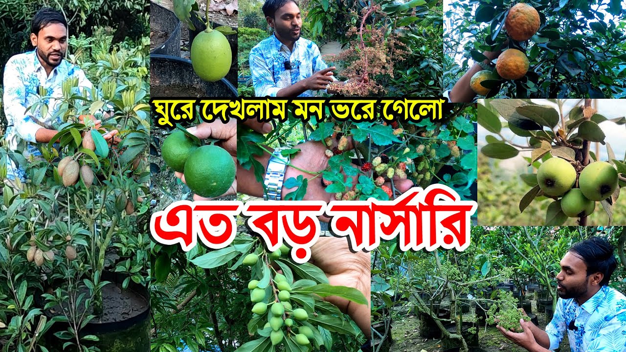 ৫৫ বিঘা জমিতে নার্সারি ১২ লক্ষ গাছ ঘুরে মন ভরে গেলো | ১ ভিডিওতে এত গুলো ফল সহ গাছ | ফল গাছের দাম