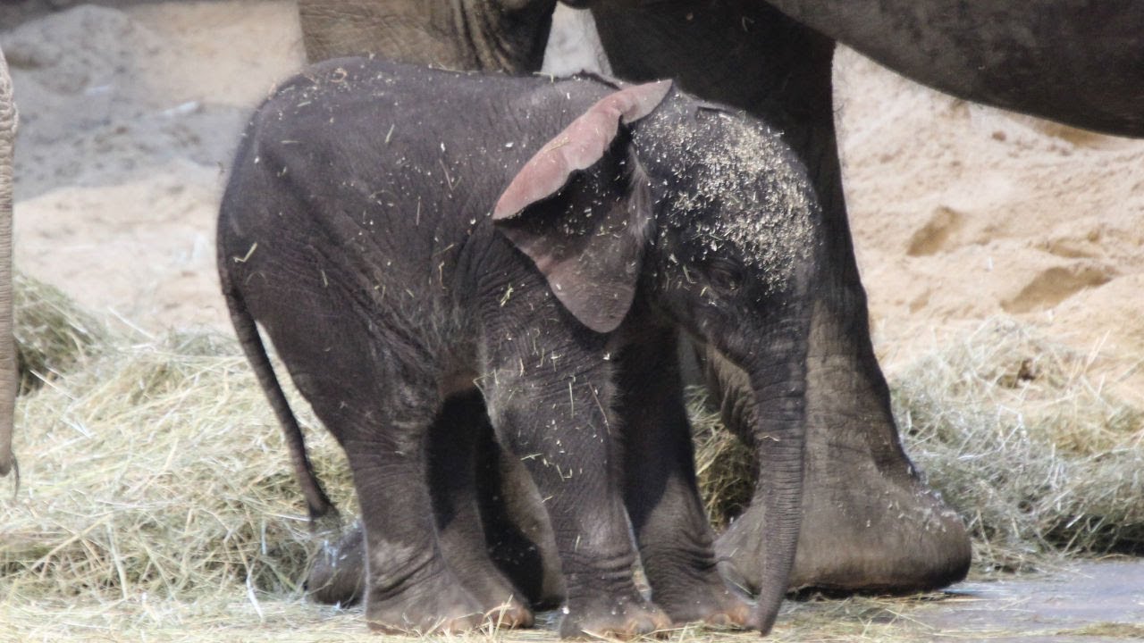 Afrikanischer Elephant Nachwuchs 