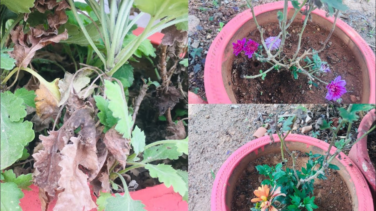 ಈ ರೀತಿ ಆಗಿರುವ ಸೇವಂತಿಗೆ ಗಿಡಗಳನ್ನು ಏನು ಮಾಡುವುದು?/How to save chrysanthemums from dying?