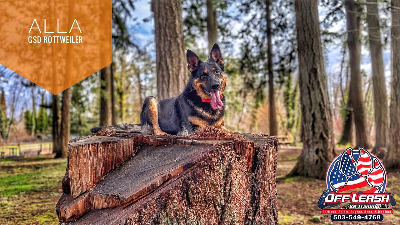 Alla 7 Year Old GSD Rottweiler Mix | Best Trained Dogs of OR | Portland Offleash K9 Training