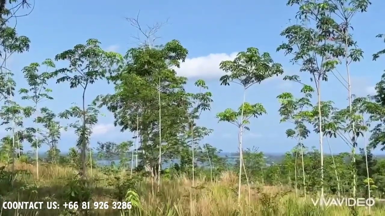 Stunning seaview 2 Rai of palm plantation for sale in Takua tung,PhangNga