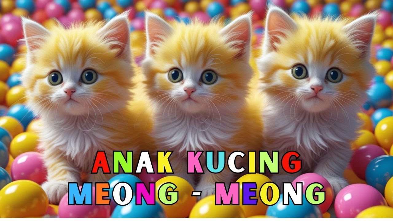 KUCING MANDI BOLA - Anak Kucing Meong Meong - KUCING LUCU - KUCING OYEN