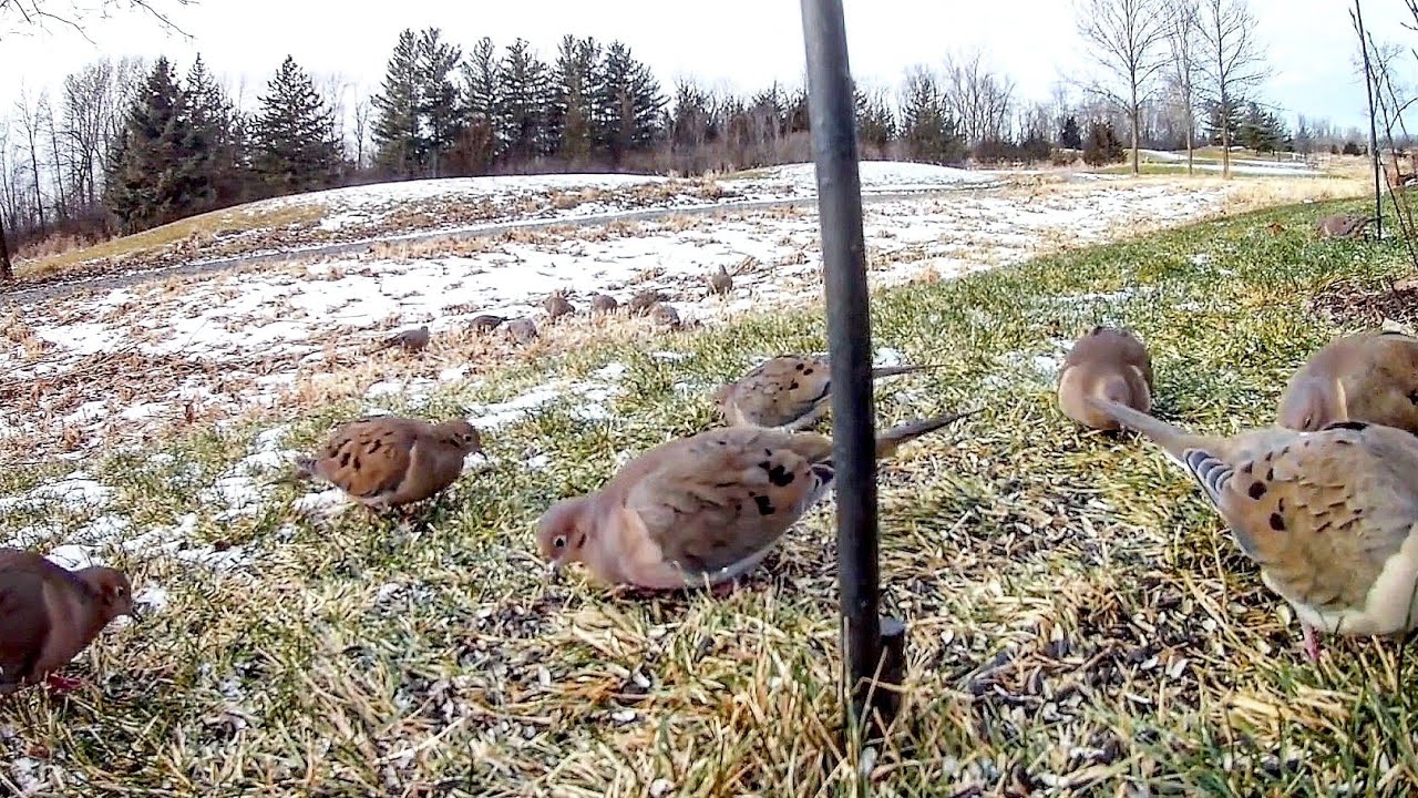 Flock of Mourning Doves - Stimulating Video For Cats To Watch | Leave on all day for your pet