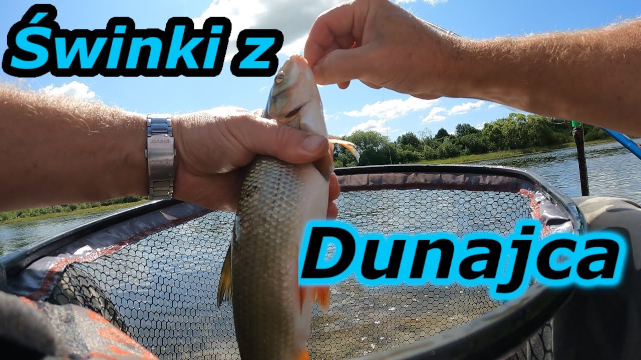 Rzeka Dunajec - CZY UDA się dobrać do DUŻYCH ŚWINEK ??
