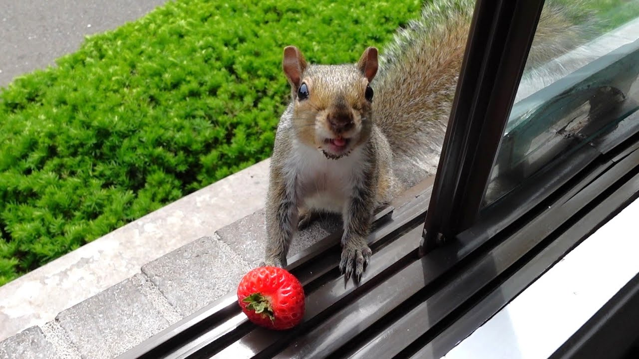 Baby squirrel's reaction to strawberry
