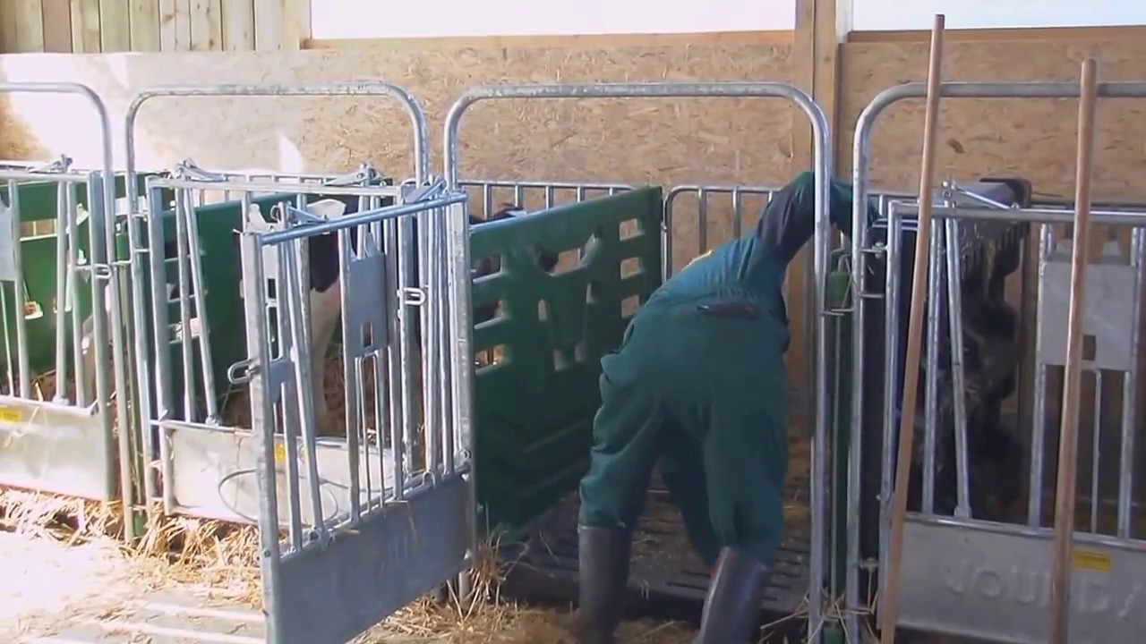 Teemore Engineering - Jourdain Calf Pen