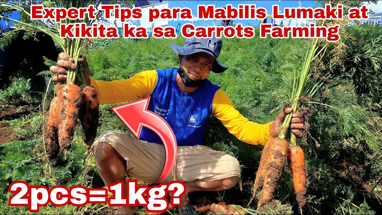 Paano Mapalaki ang Laman ng Carrots? Fertilization Guide