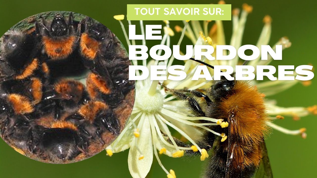BOURDON des arbres, une Espèce TRES Commune - Bombus hypnorum