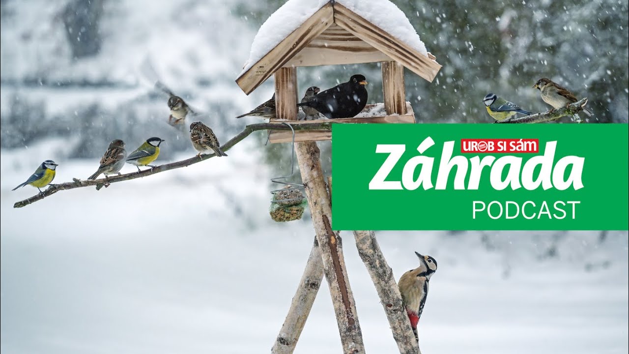 #46 | Starostlivosť o vtáky & Vtáčia hodinka | so Zuzanou Paulo Lackovičovou z BirdLife Slovensko