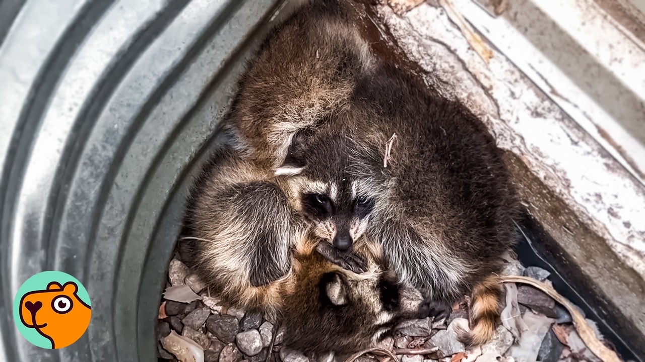 Baby Raccoons Crying In The Window Found A New Mom | Cuddle Buddies
