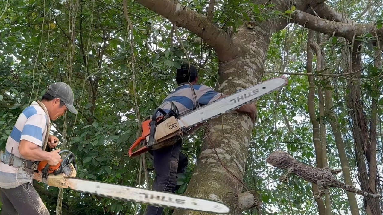 Cưa cây sanh siêu khủng , Siêu nhánh , Cưa cây kỷ thuật cao