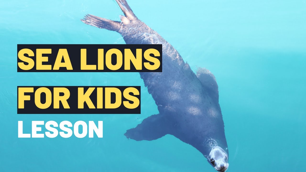 Sea Lions For Kids | Amazing Sea Lions: Fun Facts & Playful Adventures for Kids! 🌊🦭