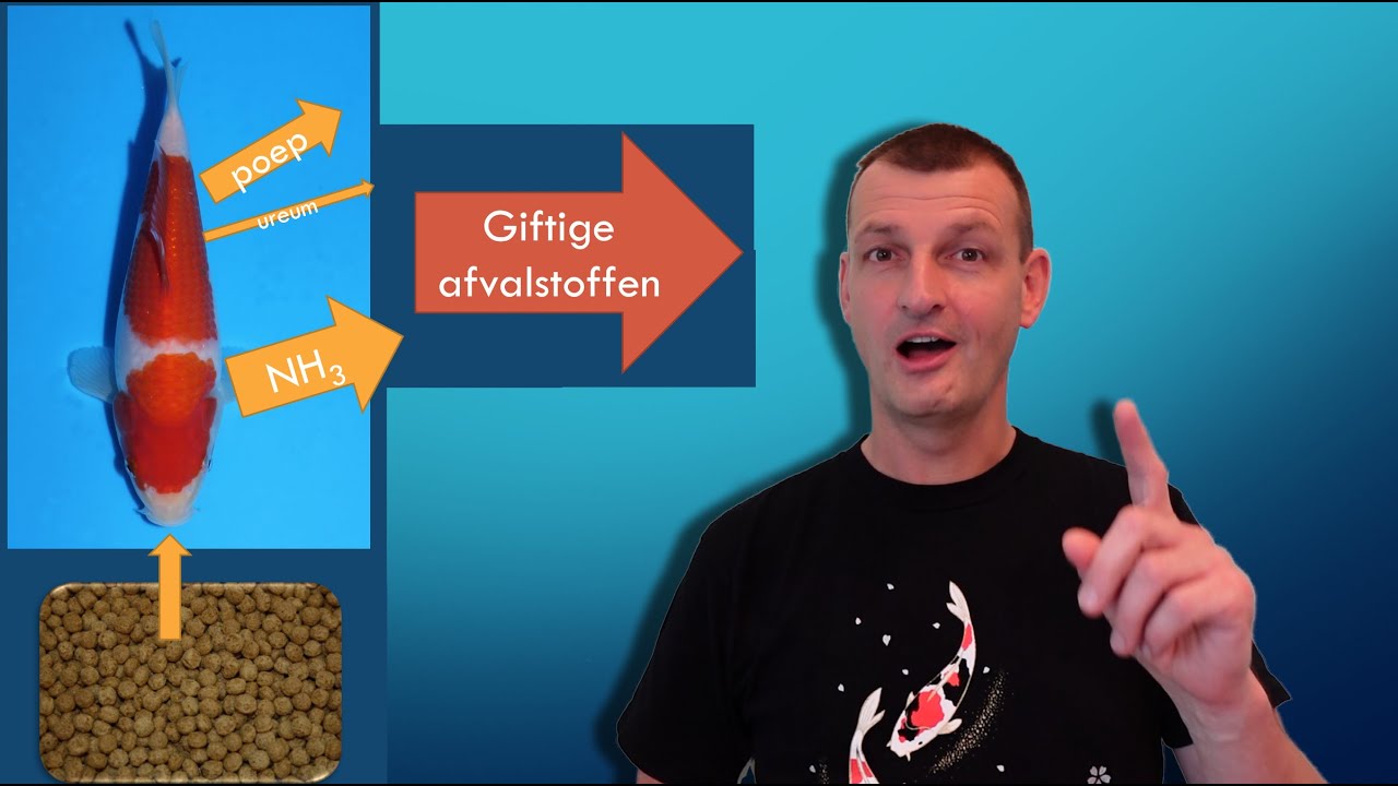 Een Koi vijver is geen sloot! 1ste deel Masterclass filtratie.