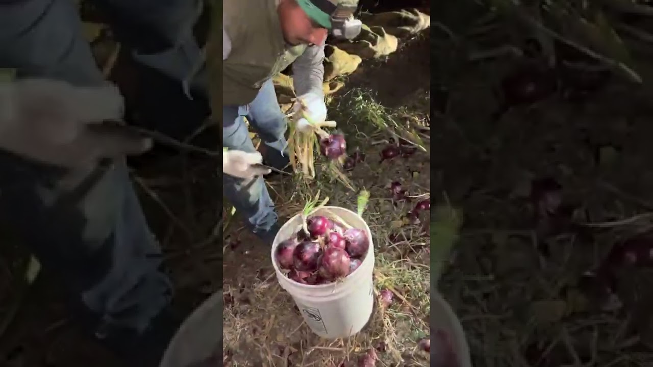 El más rápido para tapear cebolla en California 🧅🇺🇸