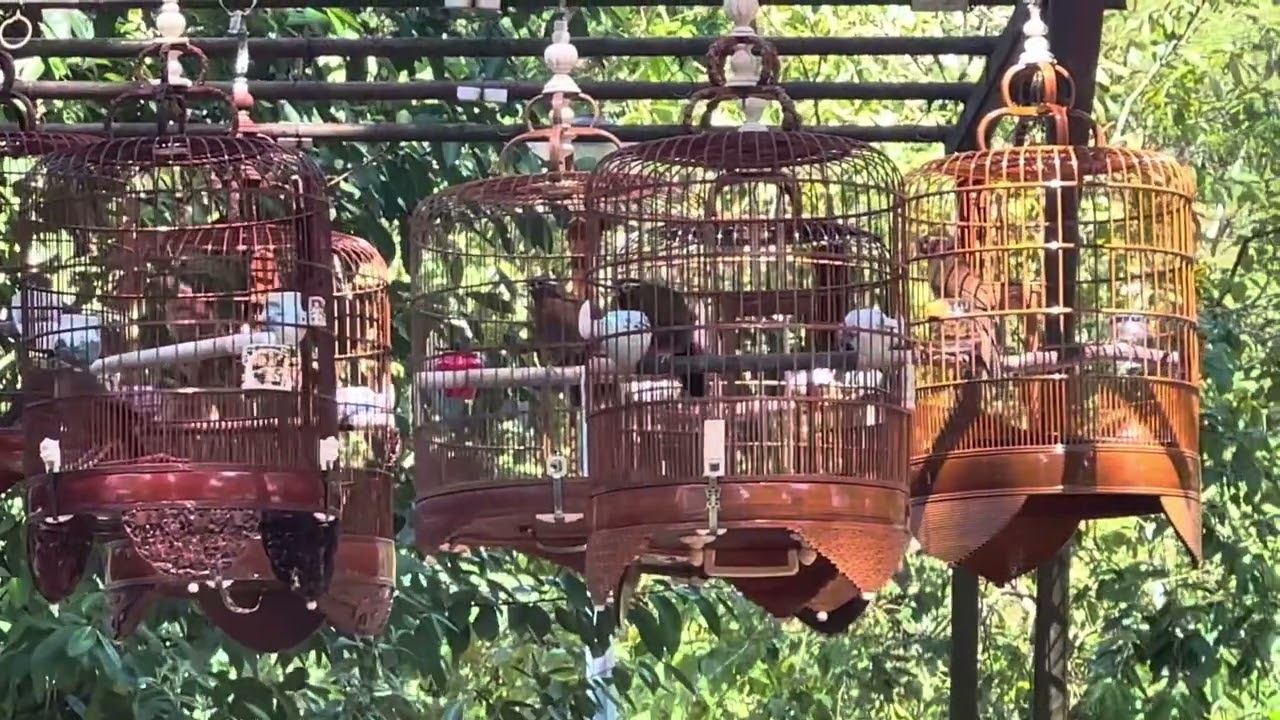 Bird corner at Bedok Reservoir for Hwa Mei, HB, China Thrush, Huay Bee