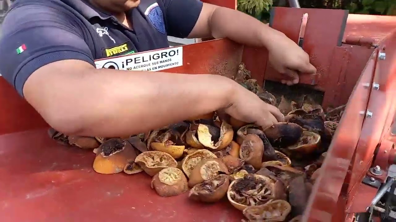 ALIMENTO DE NARAJA 100 % NATURAL para GANADO