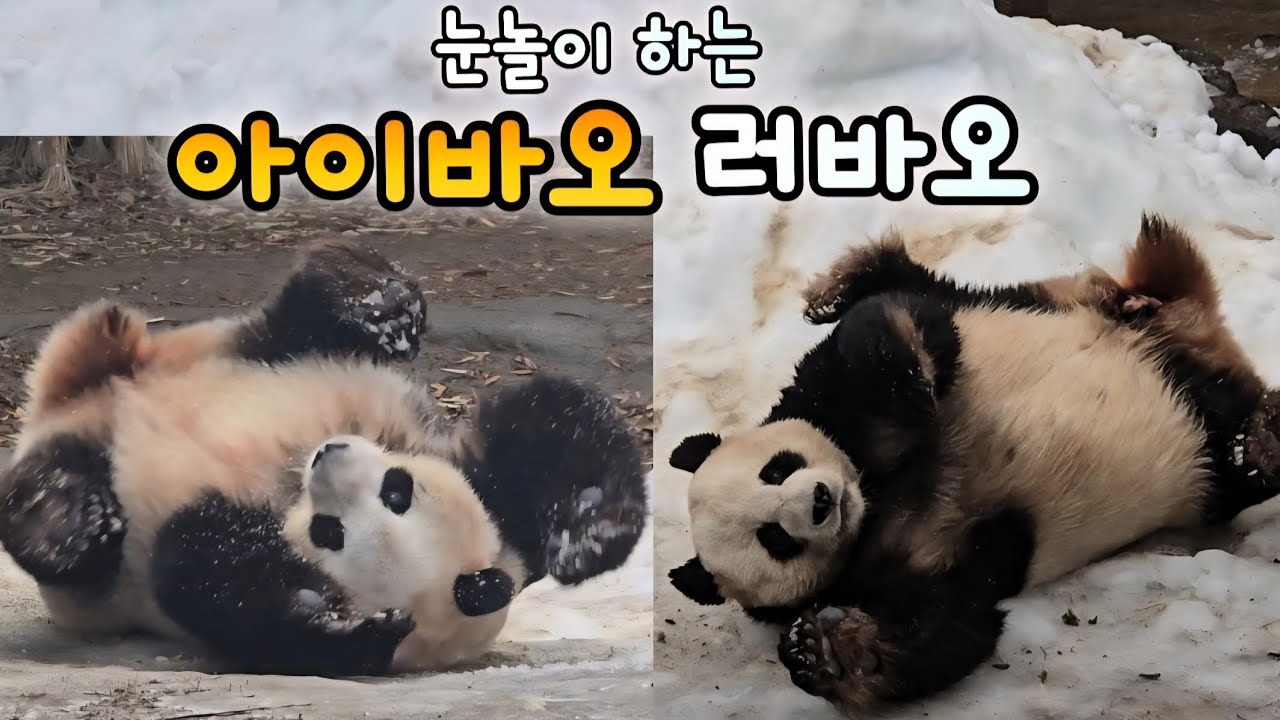 루이후이보다 더 아가같은 아이바오 러바오의 눈놀이 | 잠 안자는 러바오 26.02.11 Everland Aibao Lebao 