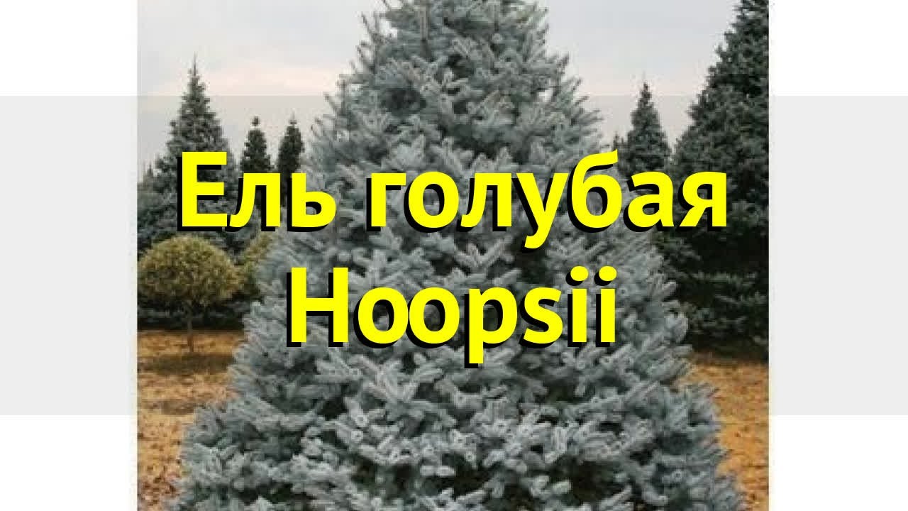 Ель голубая Хупси. Краткий обзор, описание характеристик, где купить саженцы picea pungens Hoopsii
