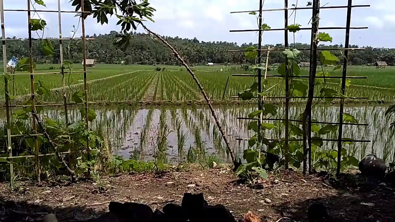 #KubangBadak