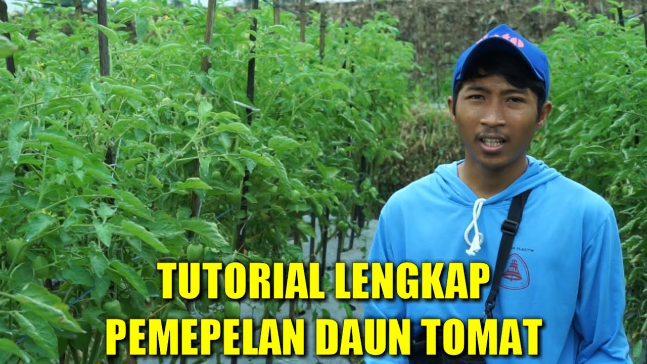CARA PEMEPELAN PADA TANAMAN TOMAT