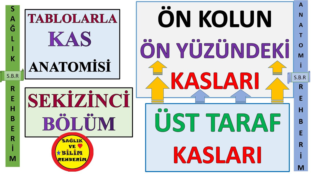 8-KAS ANATOMİSİ -ÜST TARAF KASLARI - ÖN KOLUN ÖN YÜZÜNDEKİ KASLAR - Musculus Palmaris Longus  #8