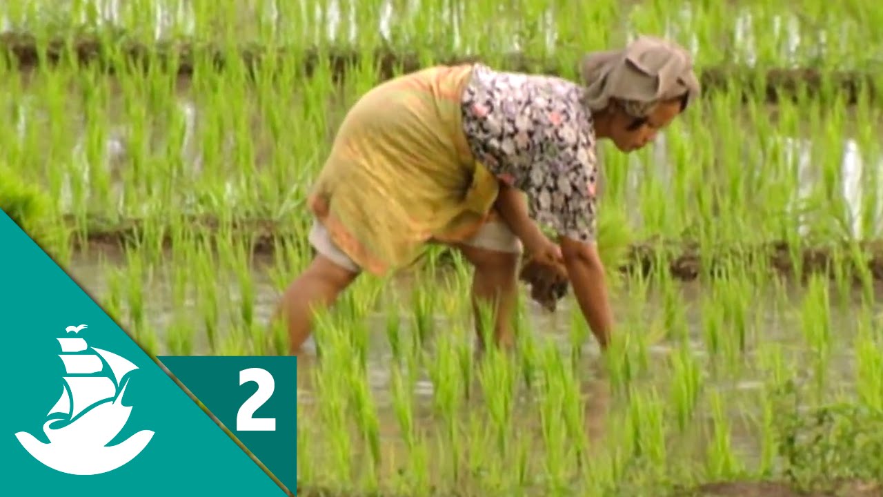 Alimentos del futuro (parte 2/5)