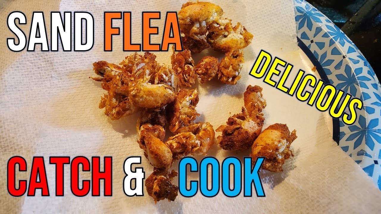 Fried Sand Flea Bites: Catch and Cook