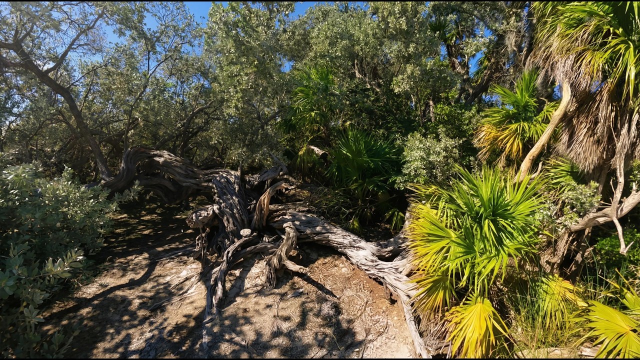 La Yana Tree - The Soul of Cayo Largo