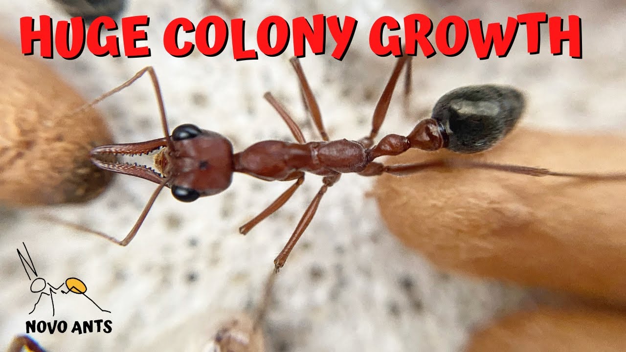 Обновление информации о колонии муравьев-быков - Myrmecia brevinoda - Содержание муравьев
