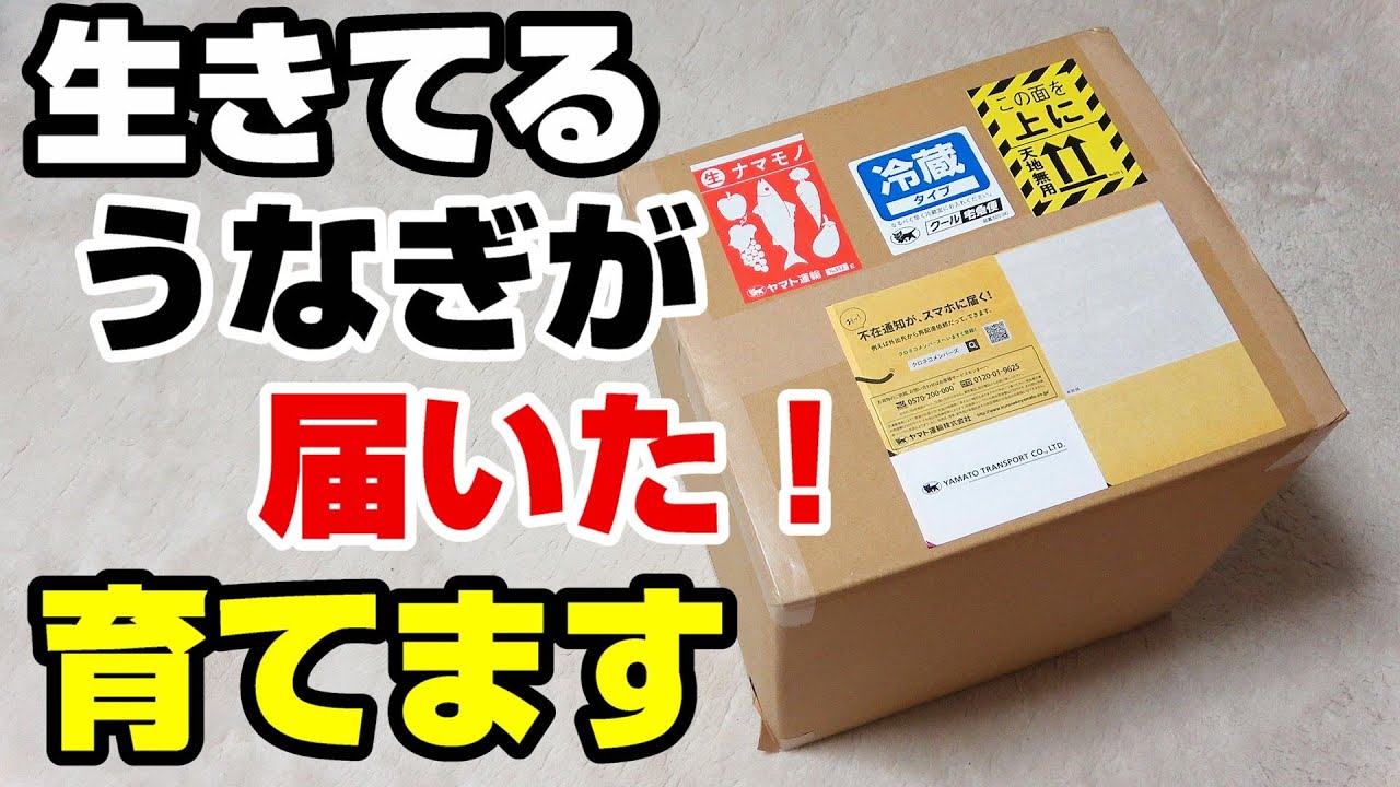 【子供うなぎ】水槽立ち上げ！ 簡単飼育を徹底解説！