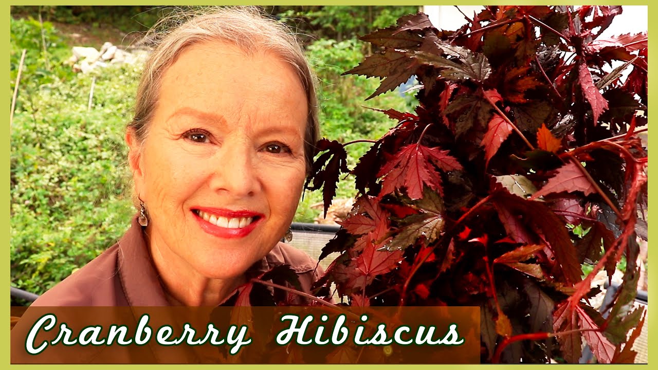 3 Reasons you should grow CRANBERRY HIBISCUS + How to propagate!