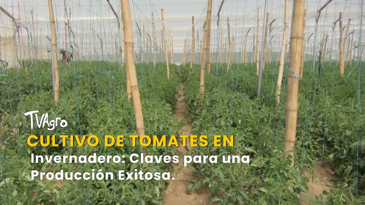Cultivo de Tomates en Invernadero: Claves para una Producción Exitosa- TvAgro por Juan Gonzalo Angel