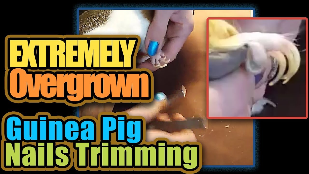 Extremely Overgrown Guinea Pig Nails Trimming