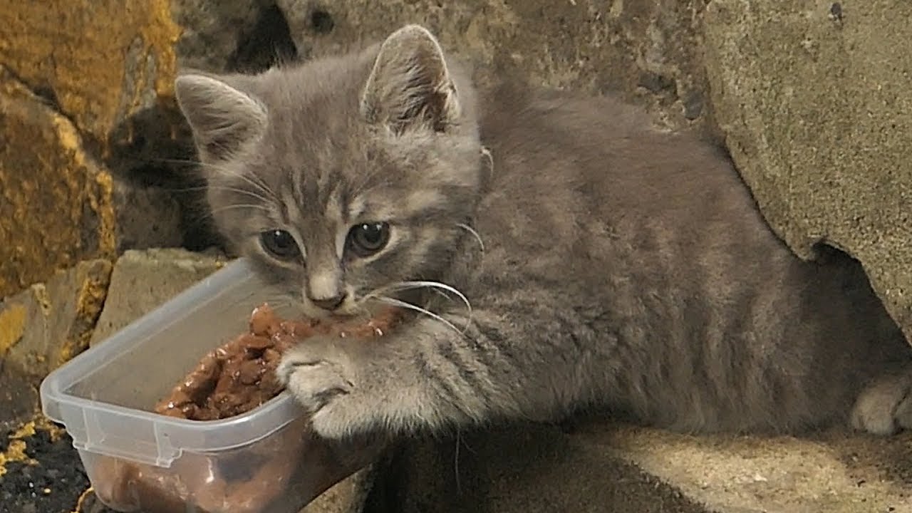 Kittens under the concrete slab they very hungry