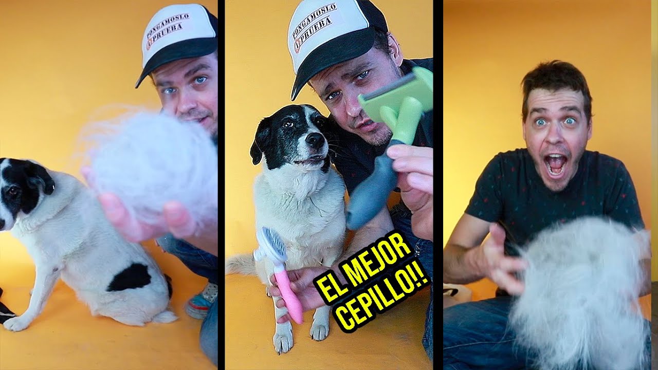 #Shorts, Puse a prueba el cepillo para perros y gatos Furmineitor