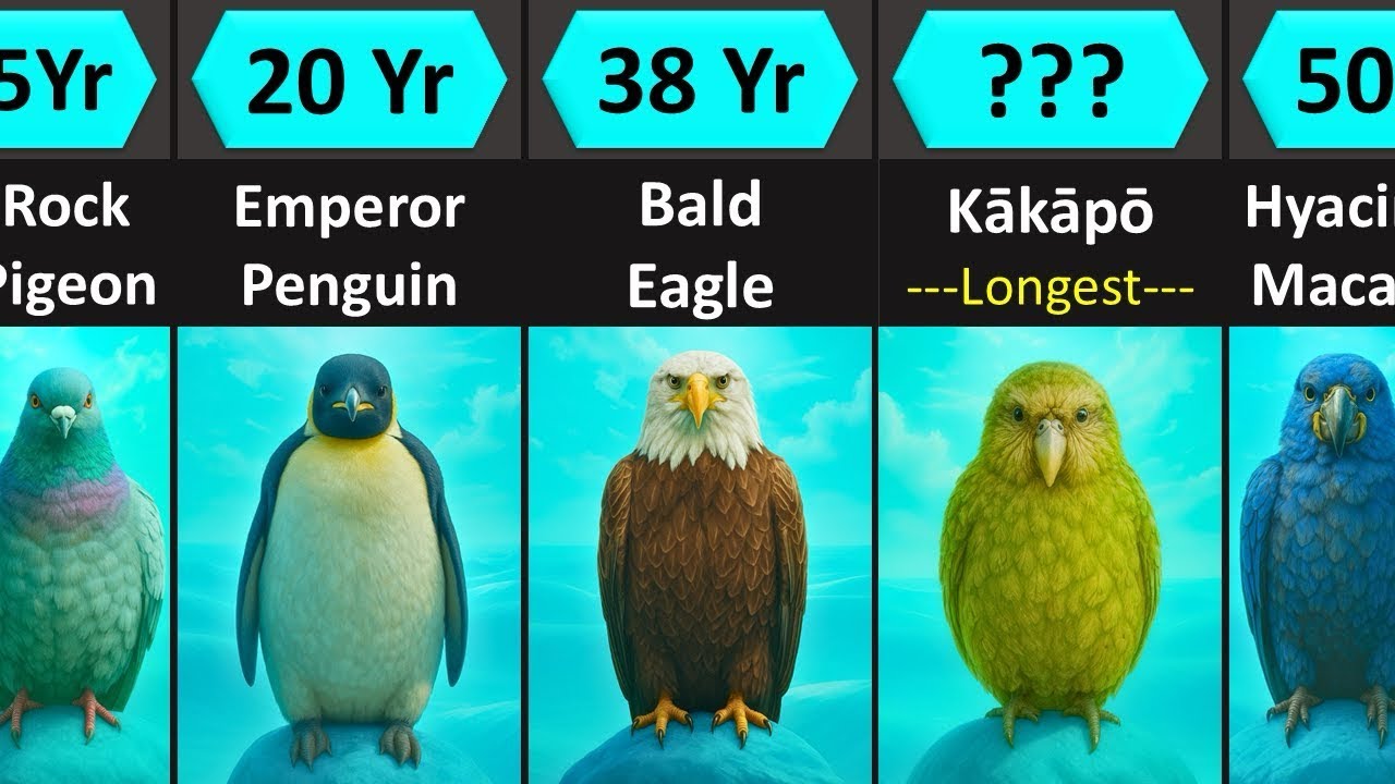 Birds Lifespan Comparison | How Long Do Birds Live?