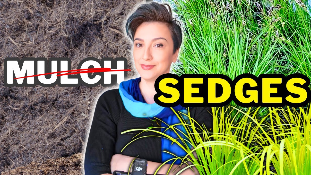 STOP Buying MULCH (Plant These Instead!)