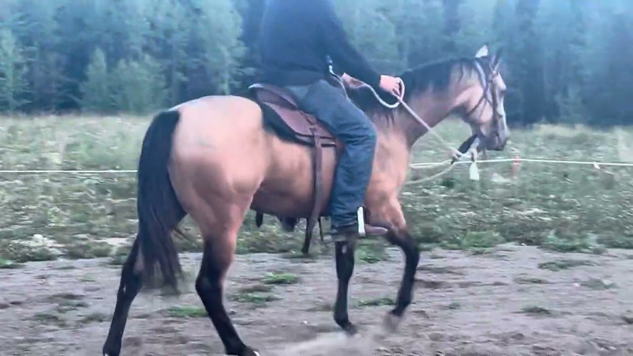 Colt start potential barrel racing horse 2024￼