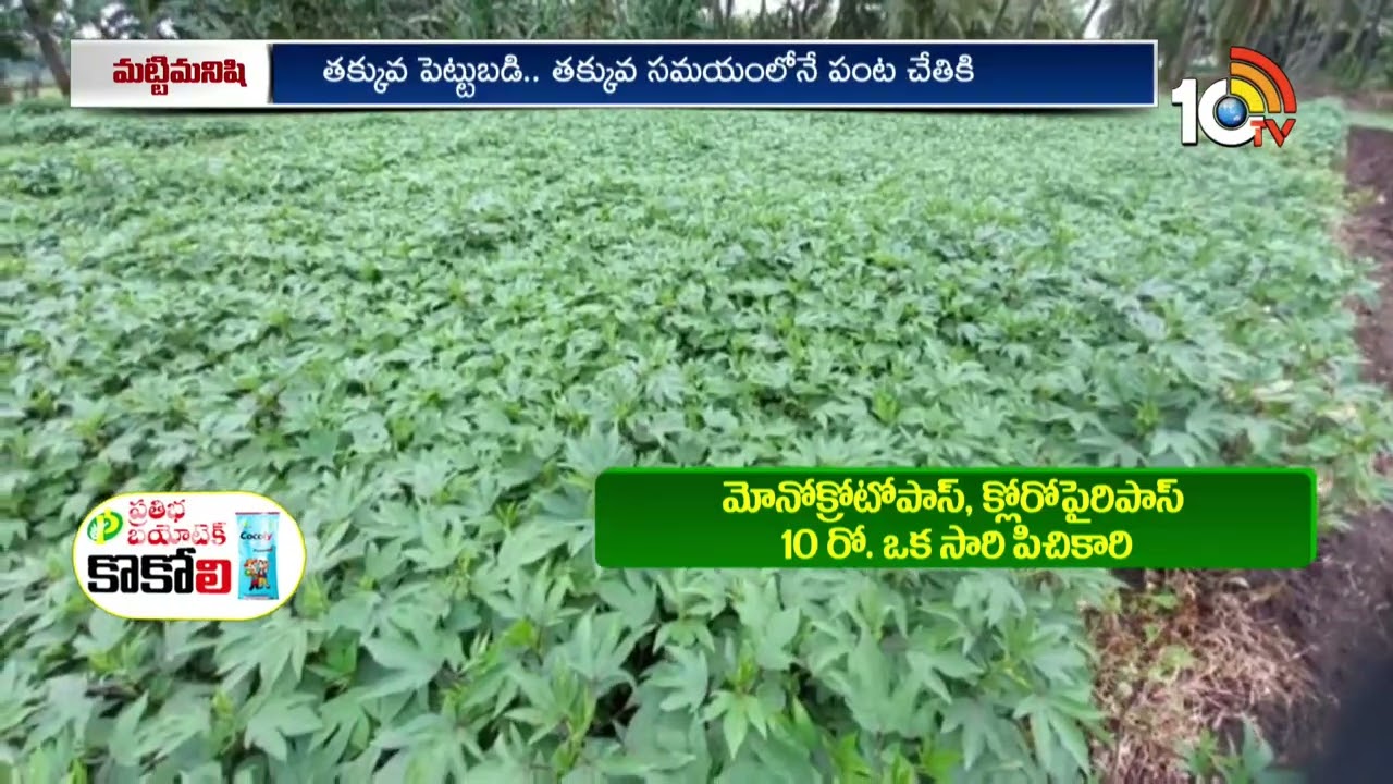Huge Profit In Gongura Cultivation | గోంగూర సాగుతో లాభాలు ఆర్జిస్తున్న రైతు | Matti Manishi | 10TV