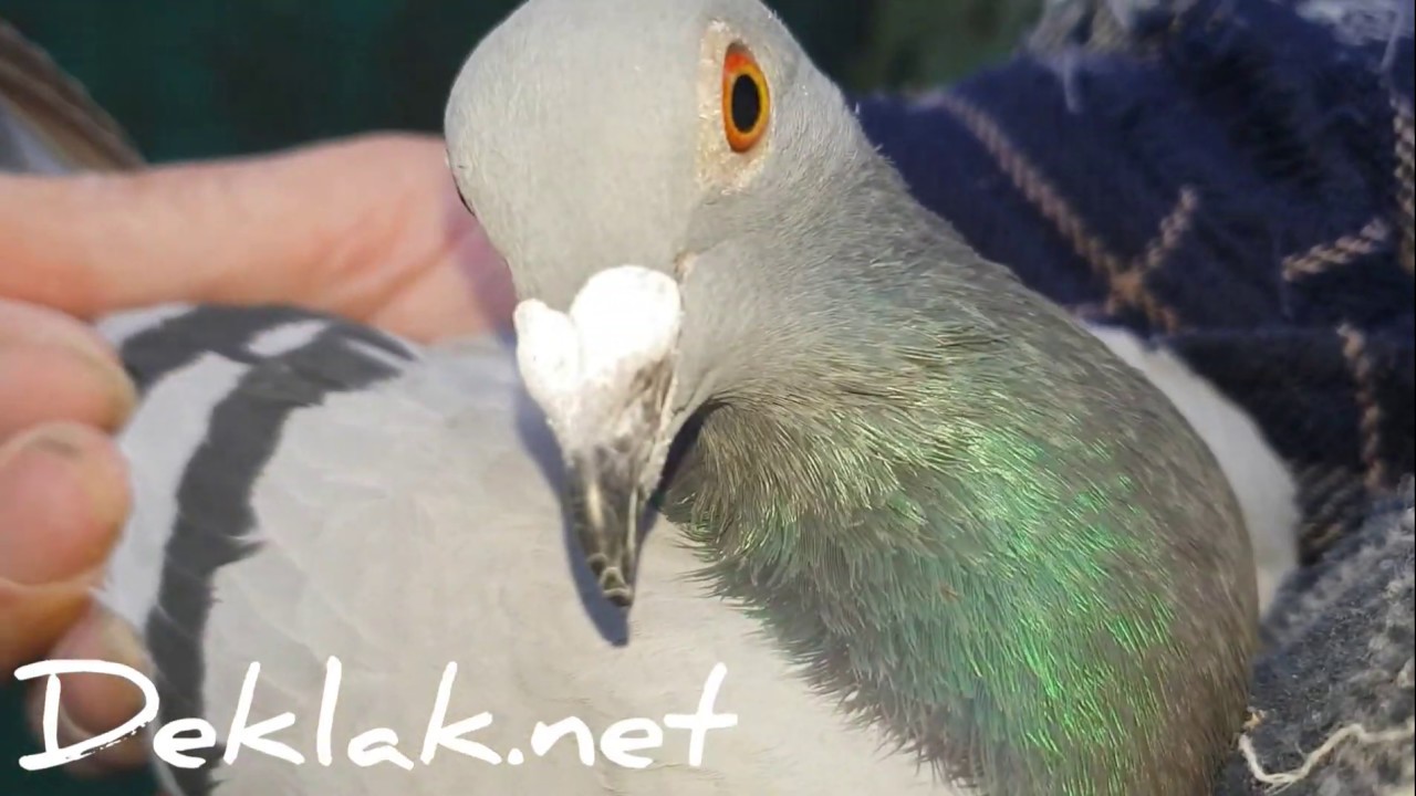 Verbart samice #PigeonSport #Taubensport #ZuchtBeratung