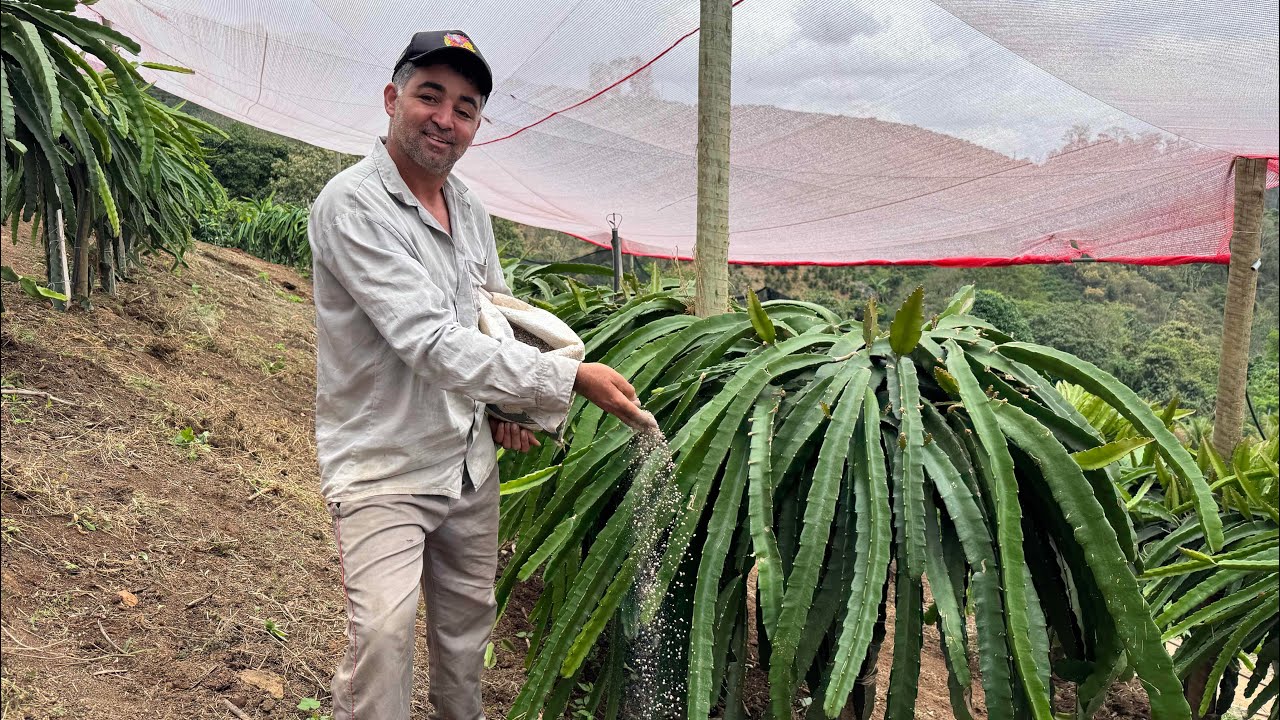 Como adubar corretamente suas Pitayas!