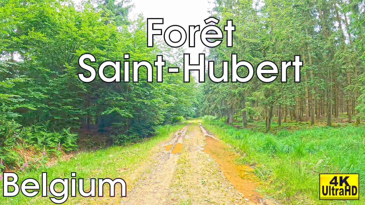 Forrest Stroll near Saint-Hubert  (Ardennes, Belgium, 4K)