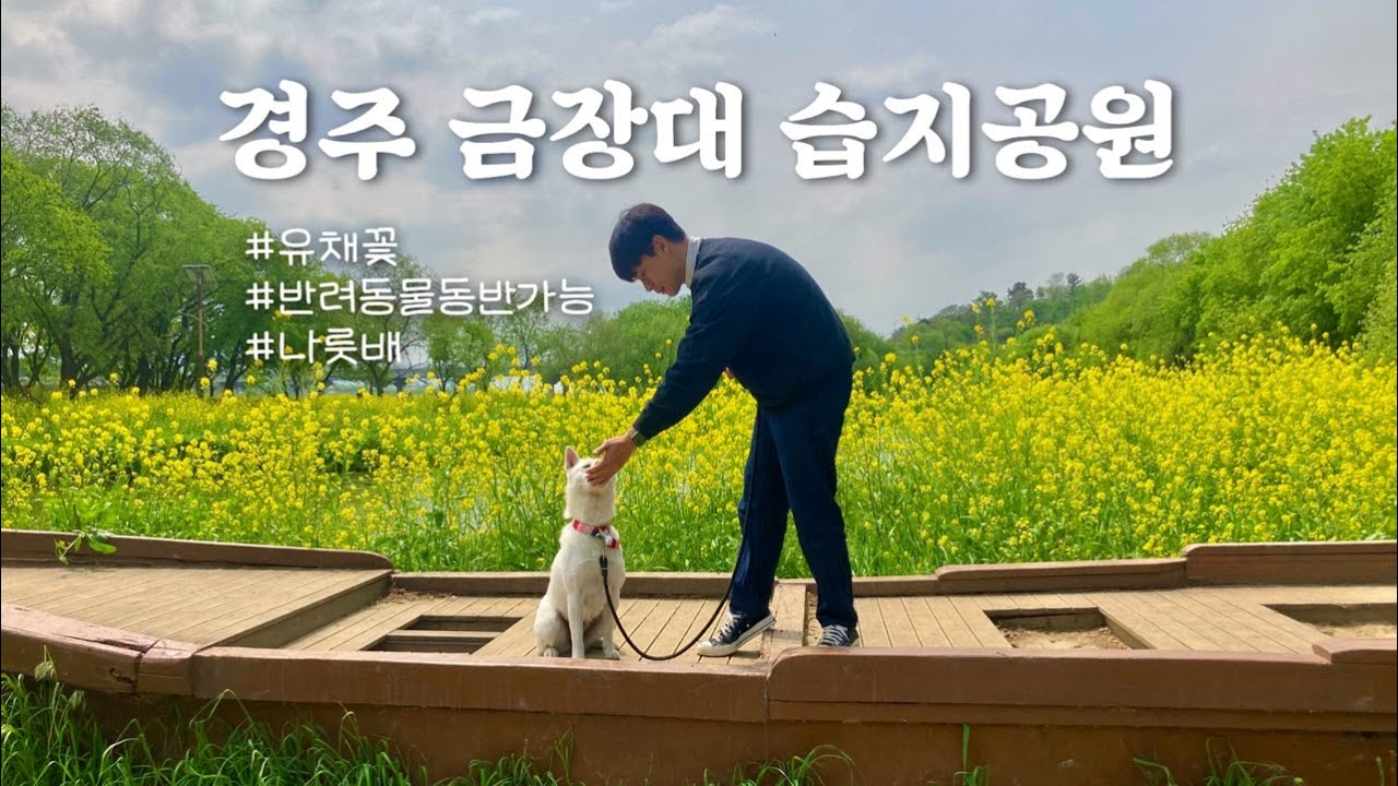 경주 유채꽃 핫플레이스｜ 금장대 습지공원