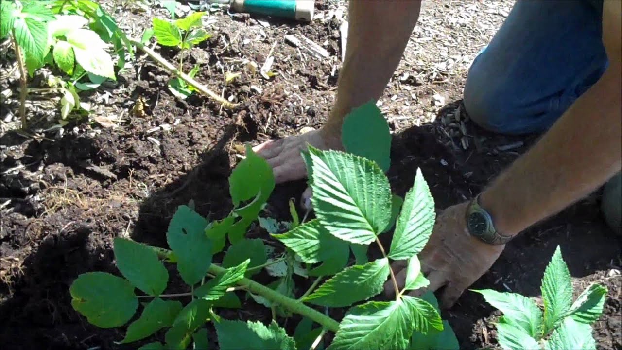 Paul Gautschi's Back To Eden Garden - Raspberries, Tomatoes & Worms - L2Survive with Thatnub
