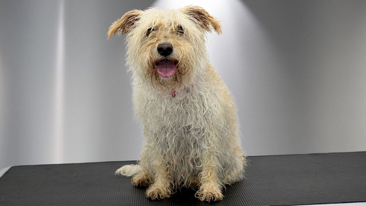 Rescue Dog's First Ever Groom | You Won't Believe the Transformation