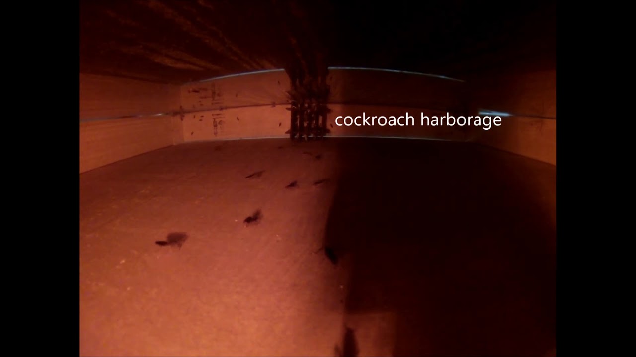Ecolab Cockroach Flushing Demo