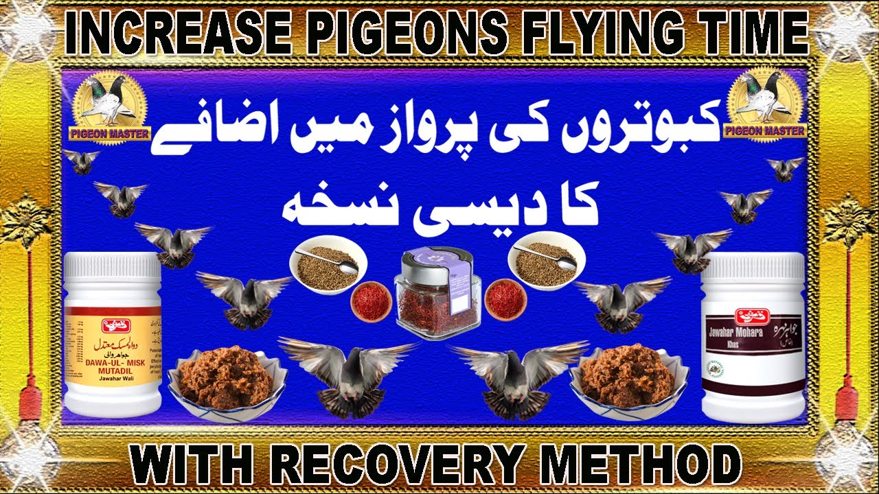 How To Increase Pigeons Flying Time Mukammal Desi Nuskha Parwaz