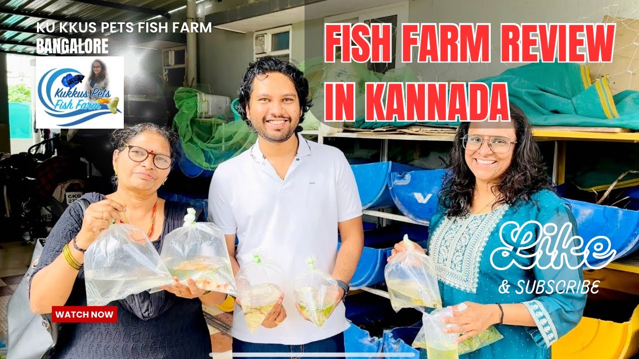 Bangalore Guppies and Bettas Fish farm Kukkus Pets review video In Kannada 