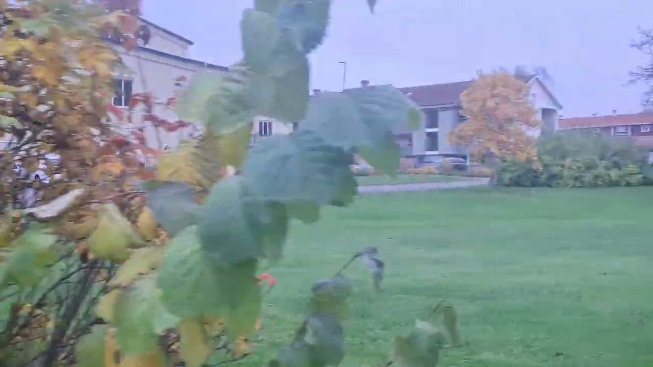 Lindesberg, Sweden in october 26th 2025🍂🍁 #sweden #lindesberg #nature #autumn #fall #october 
